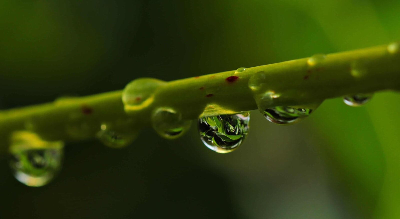 Canon EOS 80D sample photo. Water, plant, nature, drop photography