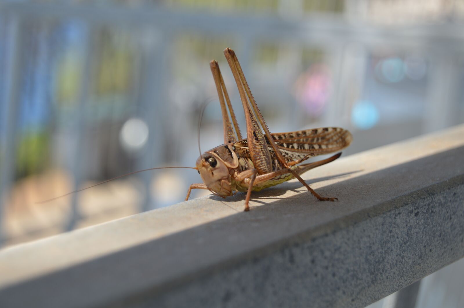 Nikon D3200 sample photo. Grasshopper, cricket, animals photography