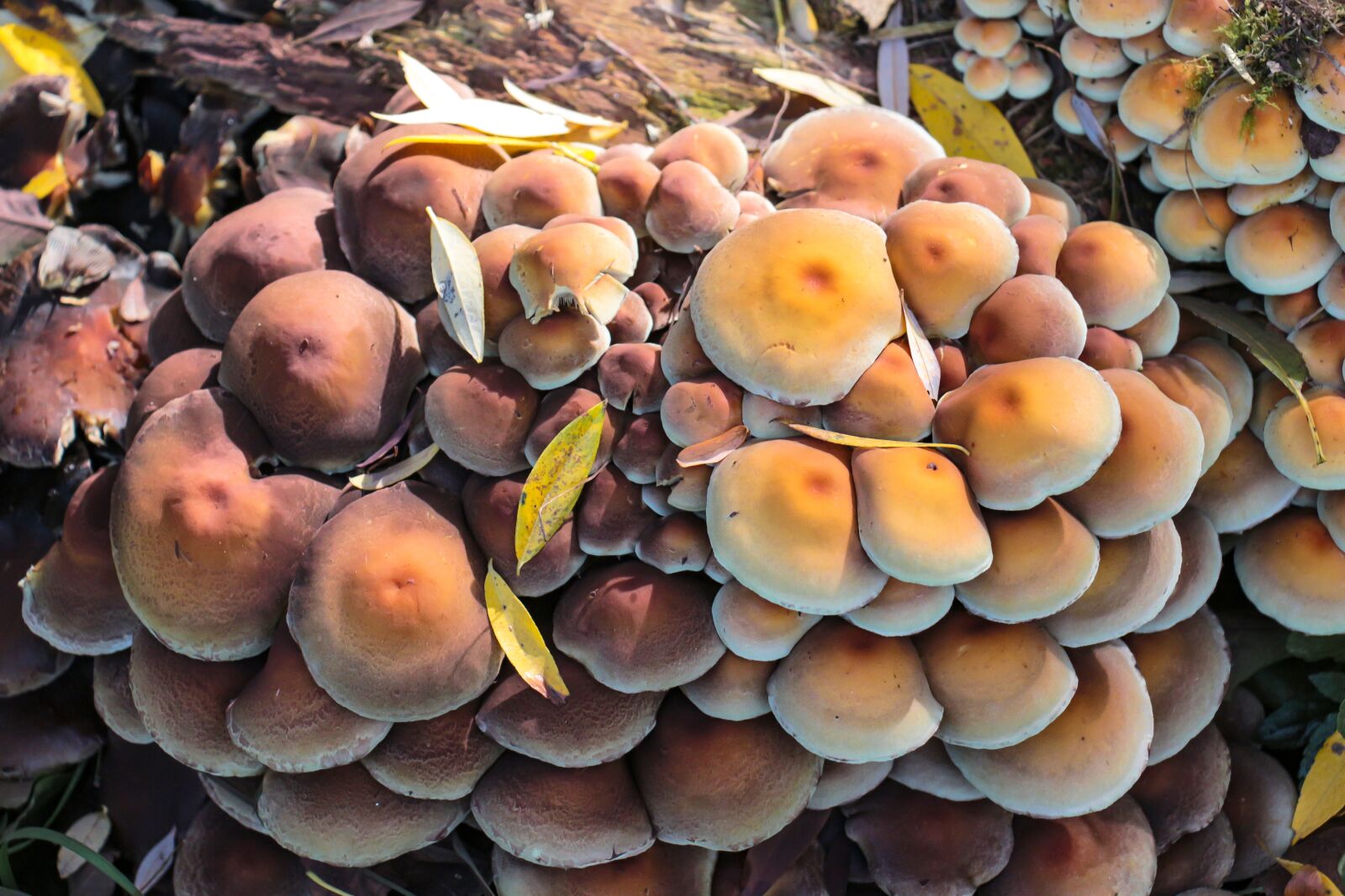 Canon EOS 700D (EOS Rebel T5i / EOS Kiss X7i) sample photo. Mushrooms, autumn, forest floor photography