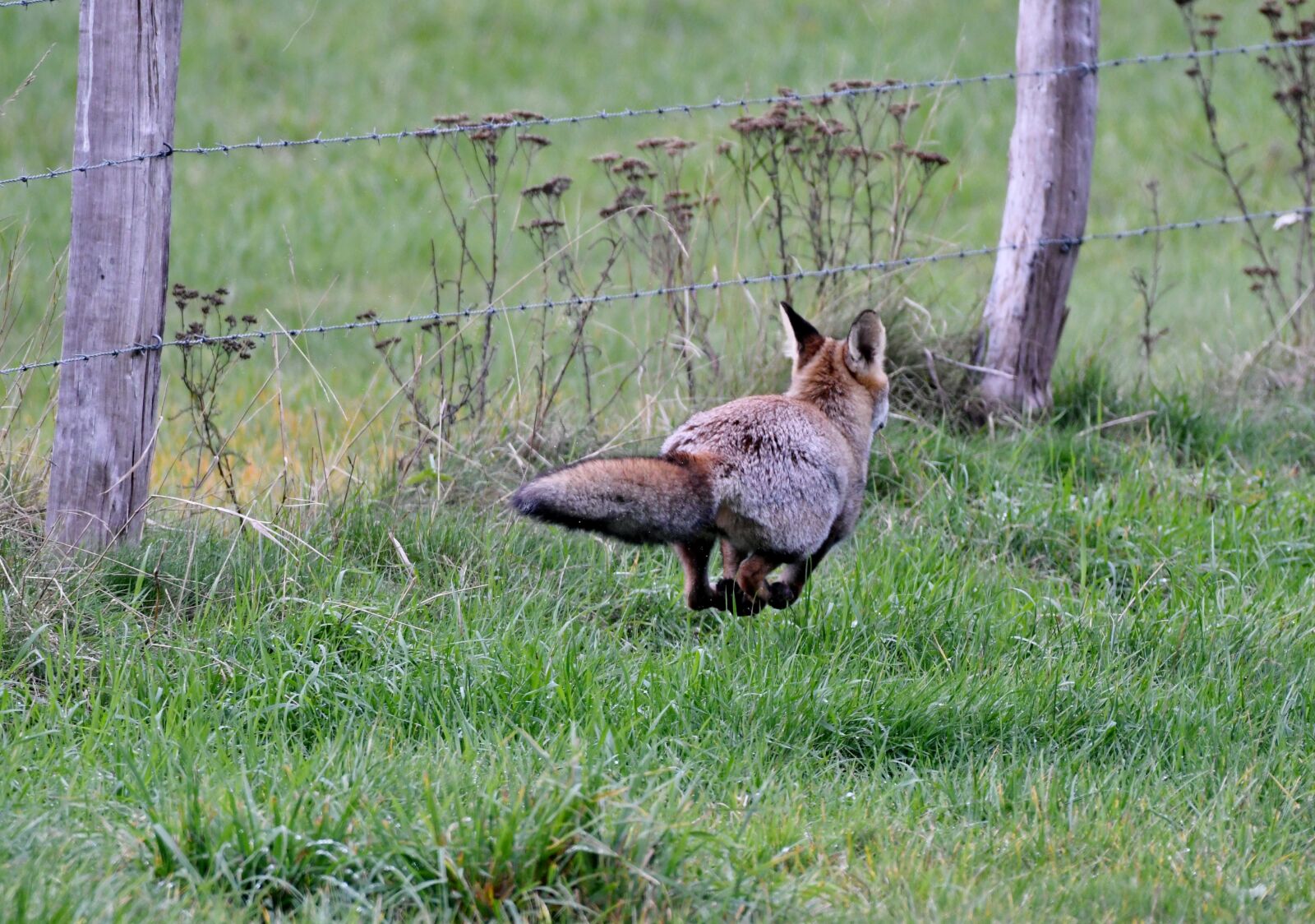 Nikon D500 sample photo. Fox, predator, wild photography