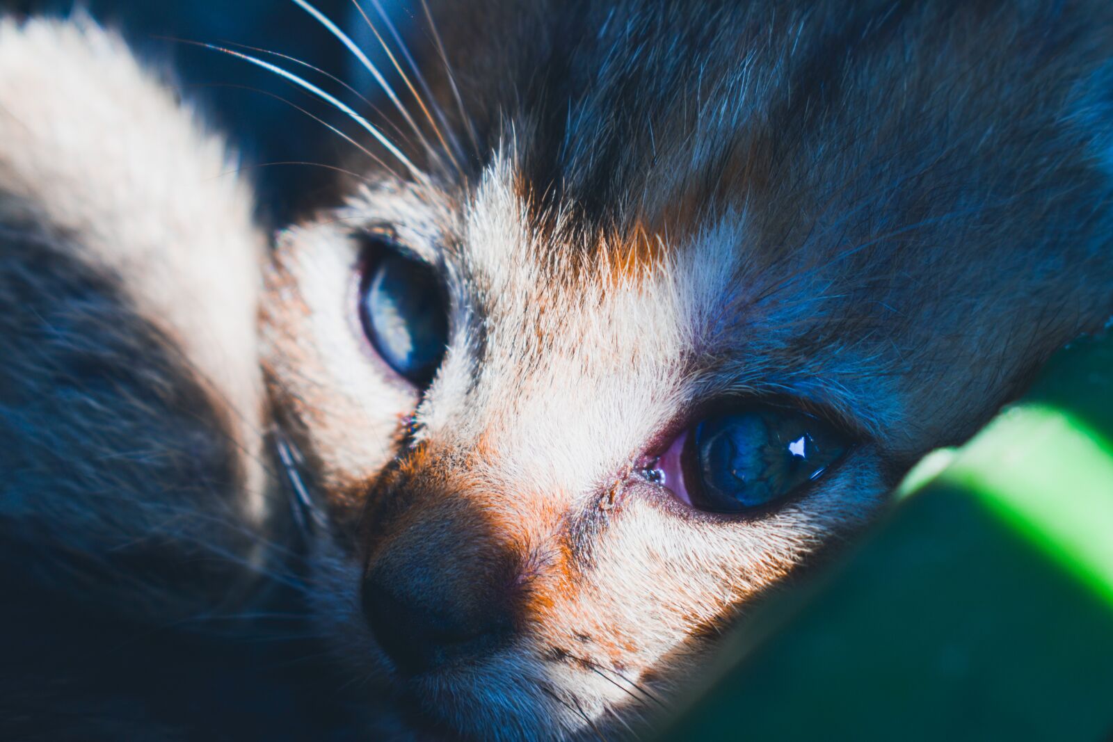 Nikon D3500 sample photo. Cat, kitten, pet photography