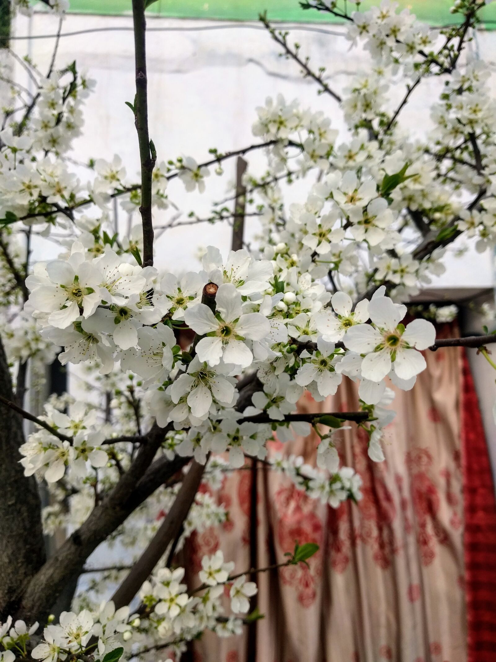 LG Nexus 5X sample photo. Plum flower, flower, blossom photography