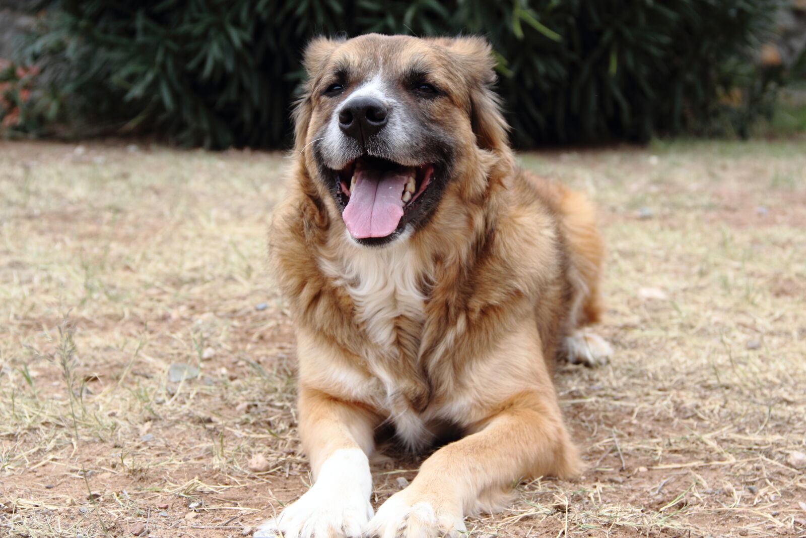 Canon EF-S 18-135mm F3.5-5.6 IS sample photo. Dog, happy, happy, dog photography