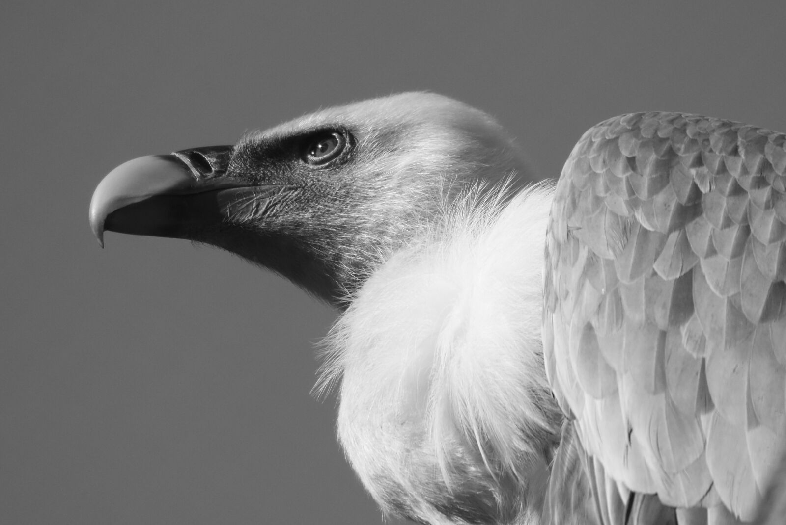 Nikon D7200 sample photo. Vulture, bird, predator photography