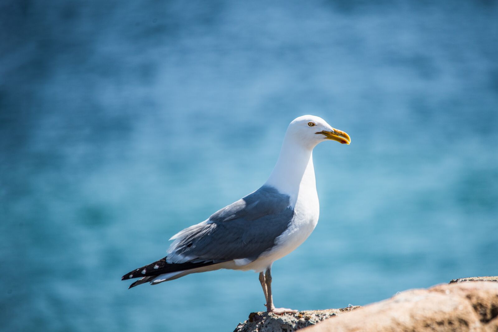 Nikon D800 sample photo. Seagull, birds, nature photography