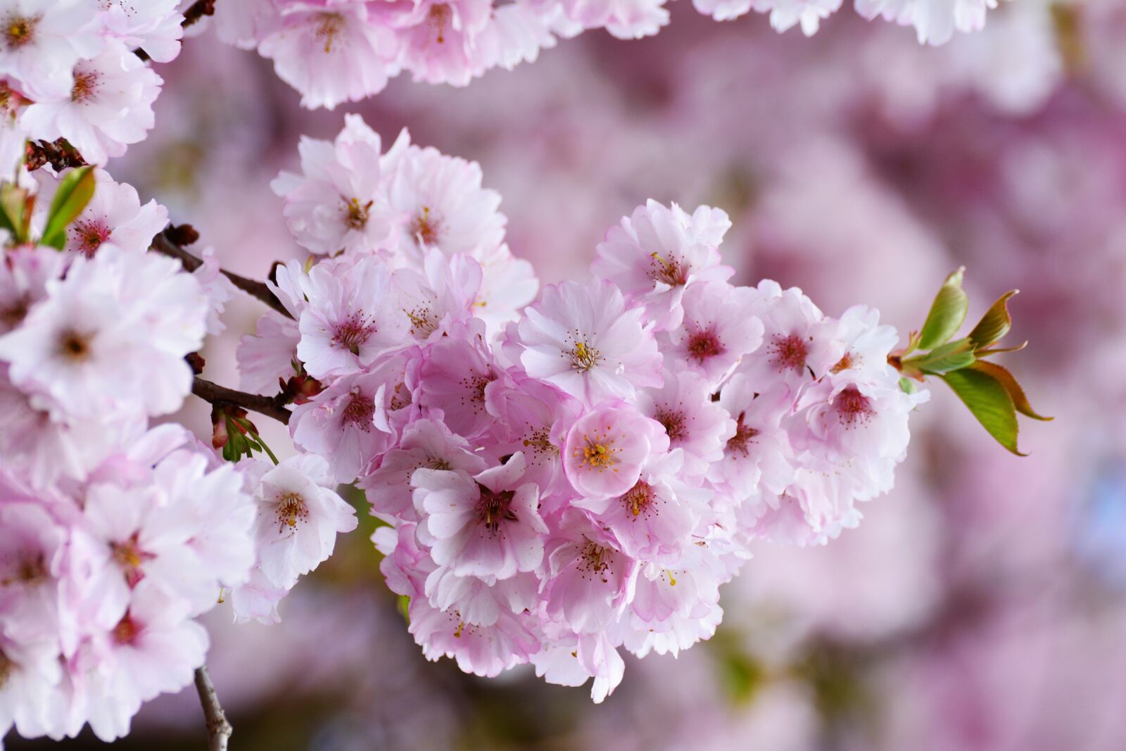 Nikon D5200 sample photo. Cherry blossoms, japanese cherry photography