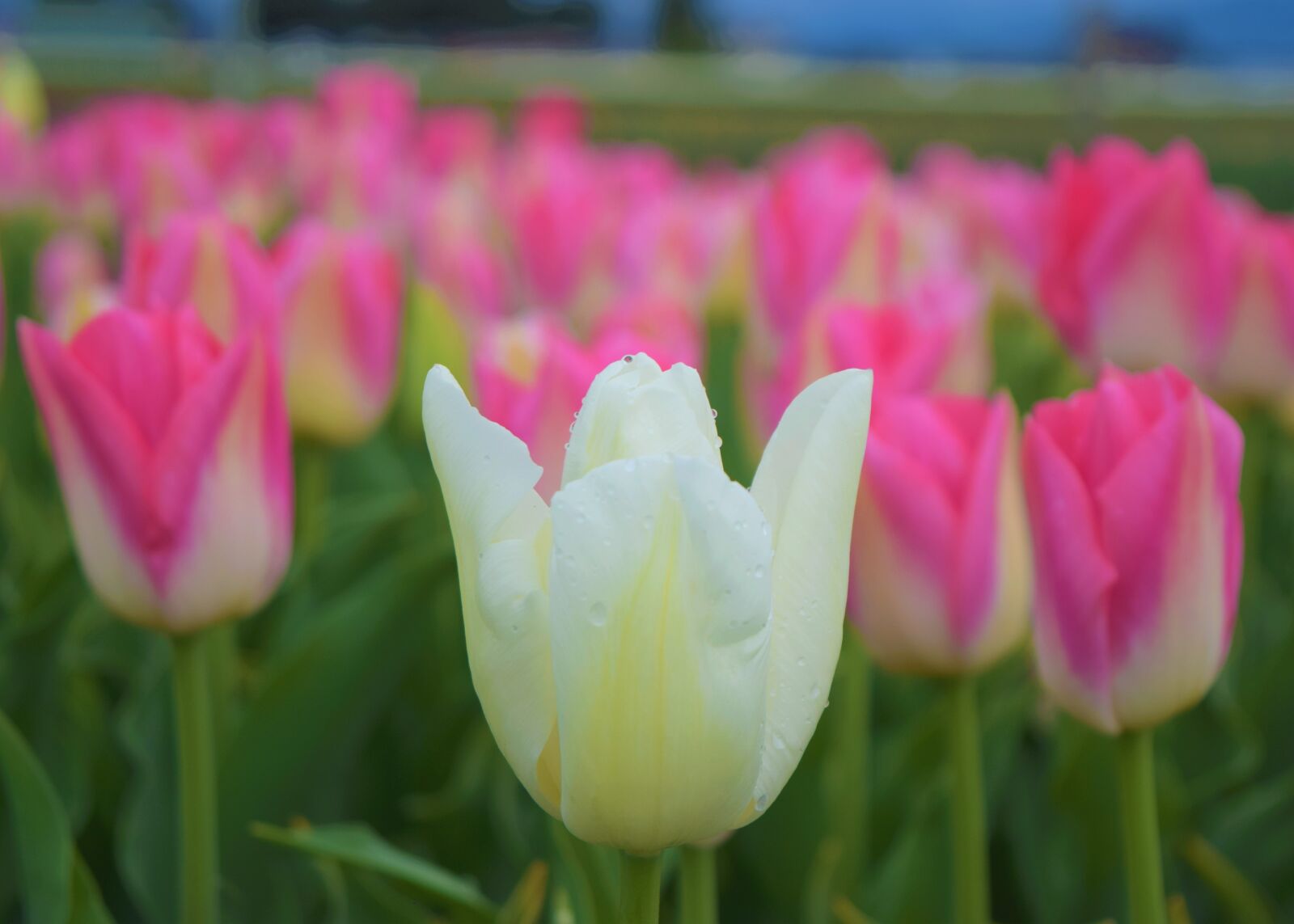 Nikon D3300 sample photo. White tulip, pink flowers photography