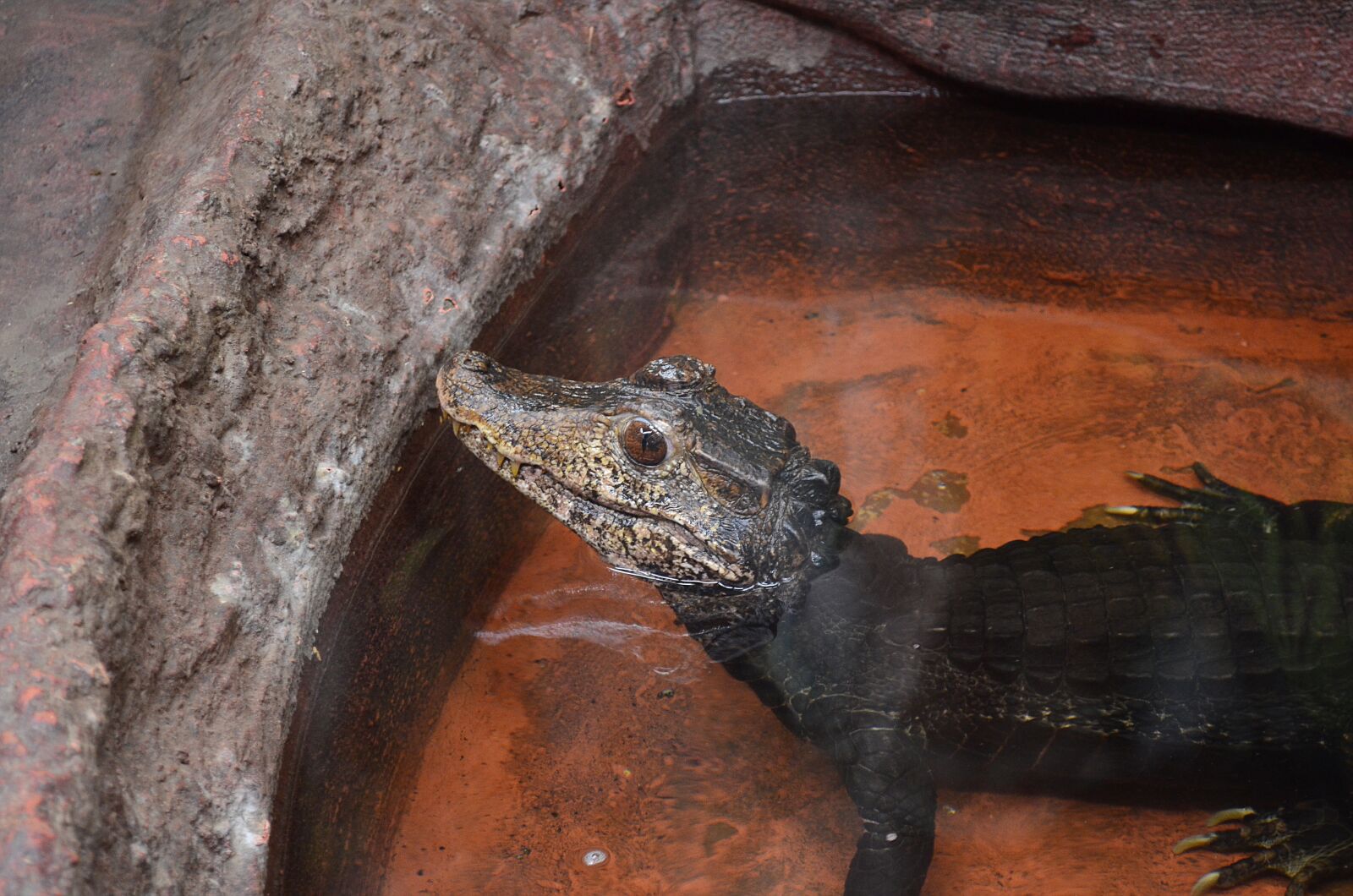 Nikon D5100 sample photo. Reptile, amphibians, animal photography