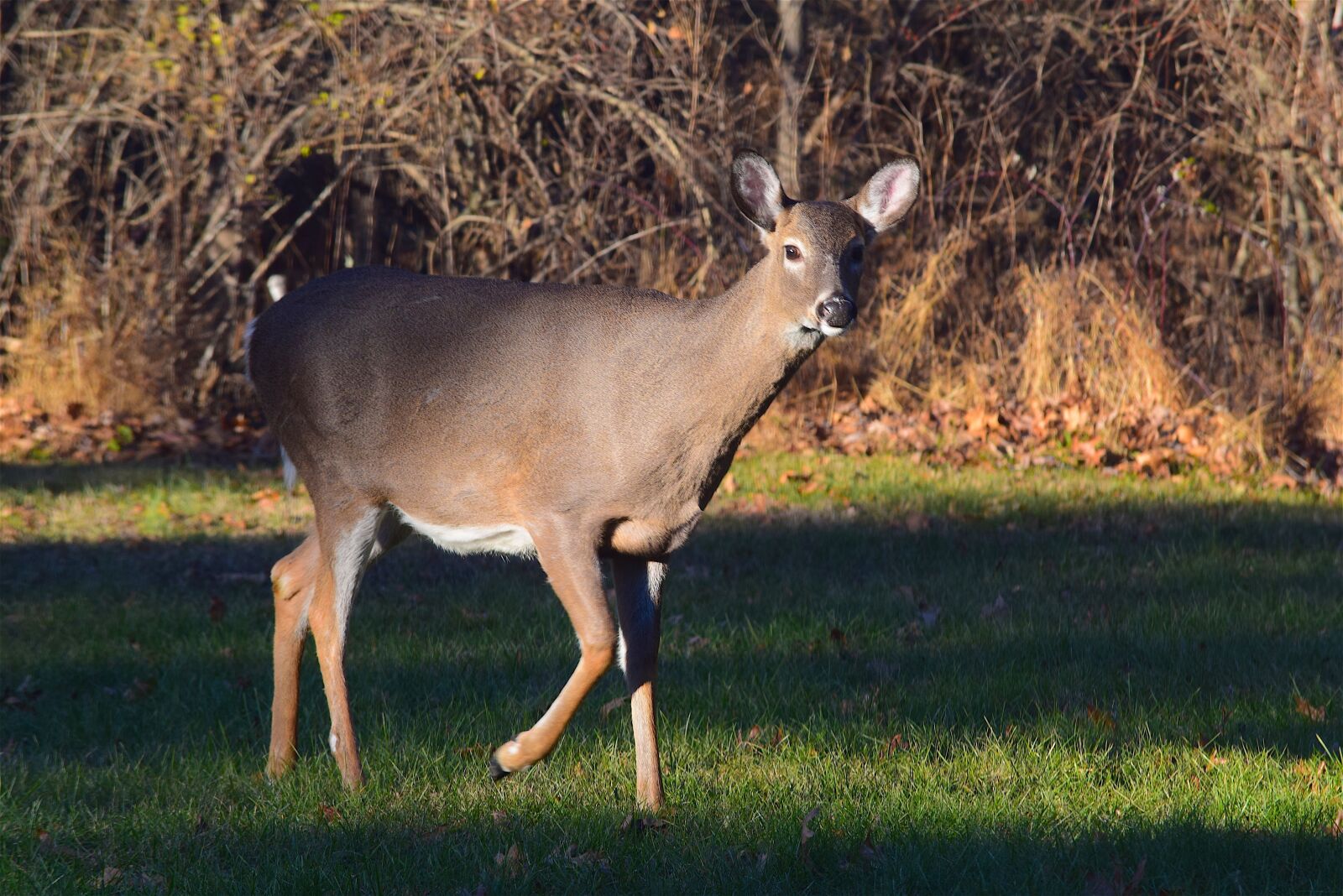 Nikon D3300 sample photo. Deer, looking, grass photography