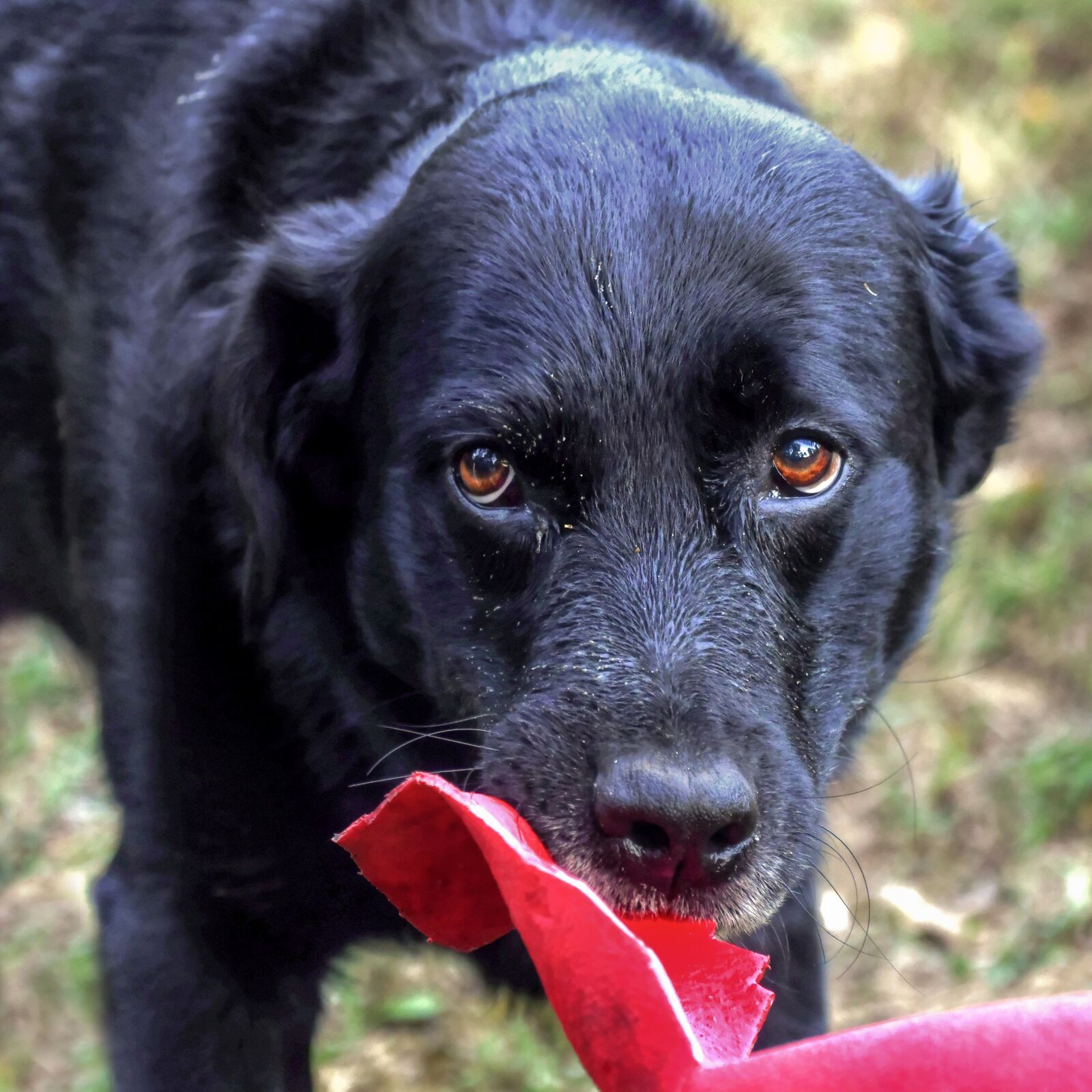 Nikon D500 sample photo. Dog, look, eyes photography