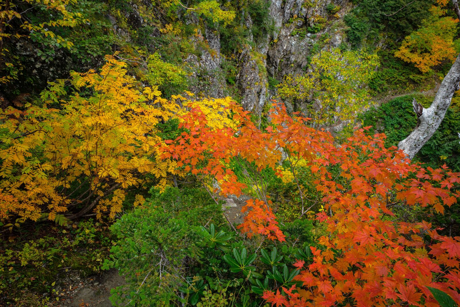 Sony a7R IV sample photo. Landscape, autumnal leaves, yellow photography