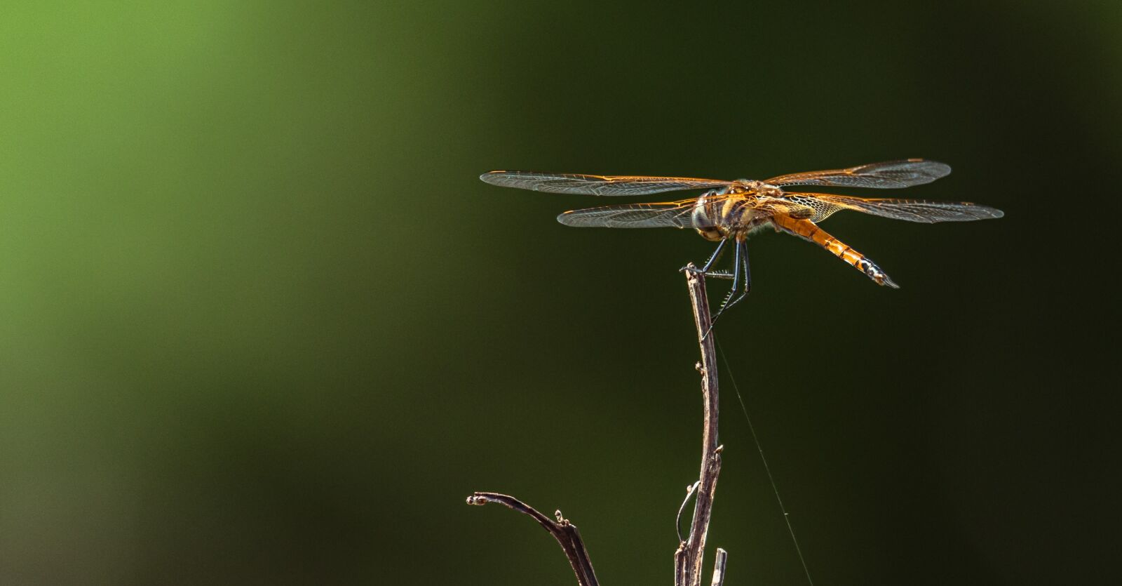 Tamron SP 150-600mm F5-6.3 Di VC USD G2 sample photo. Dragonfly, insects, wildlife photography