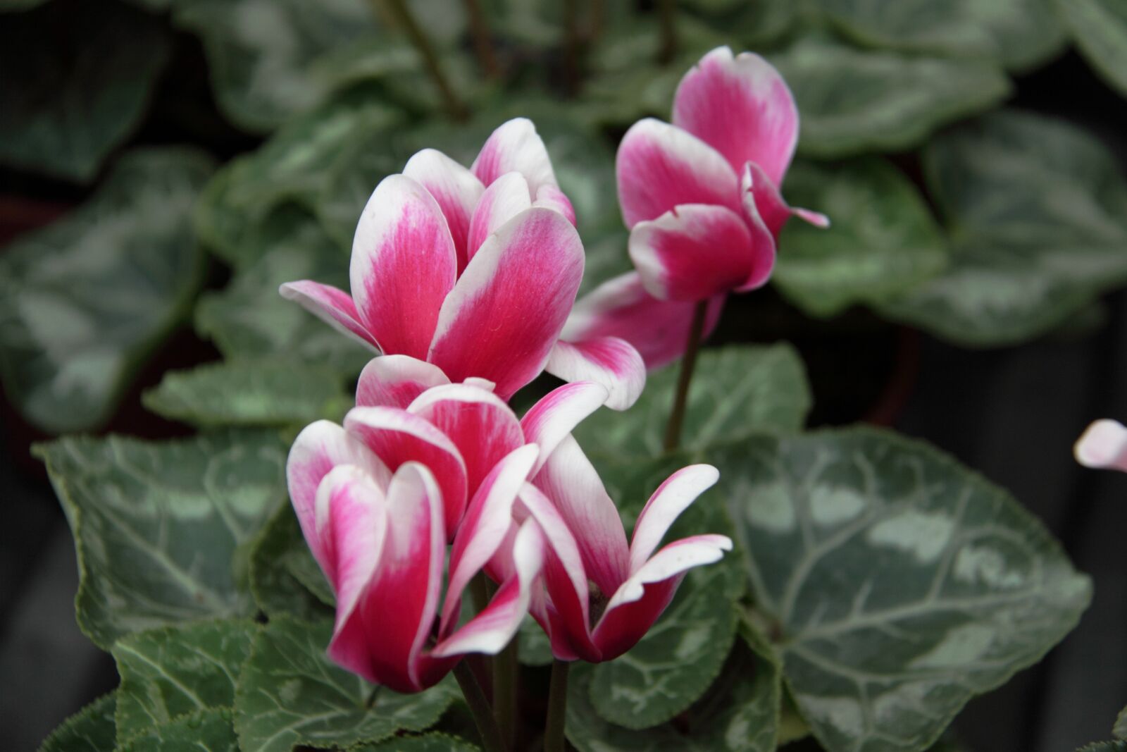 Canon EOS 50D sample photo. Nature, flora, flower photography