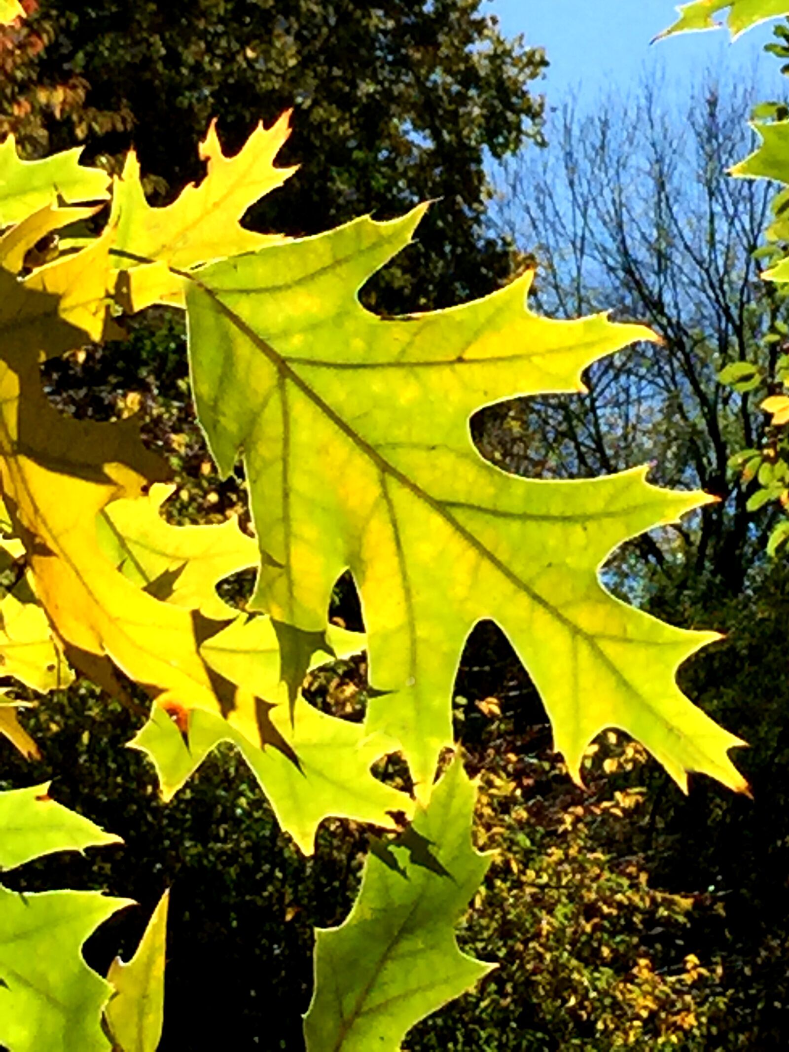 iPhone 6 Plus back camera 4.15mm f/2.2 sample photo. Oak leaf, autumn, nyc photography
