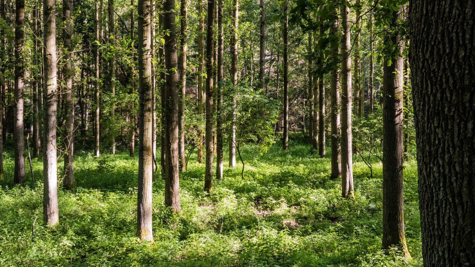 Sony Cyber-shot DSC-RX10 IV sample photo. Poplar forest, green, forest photography
