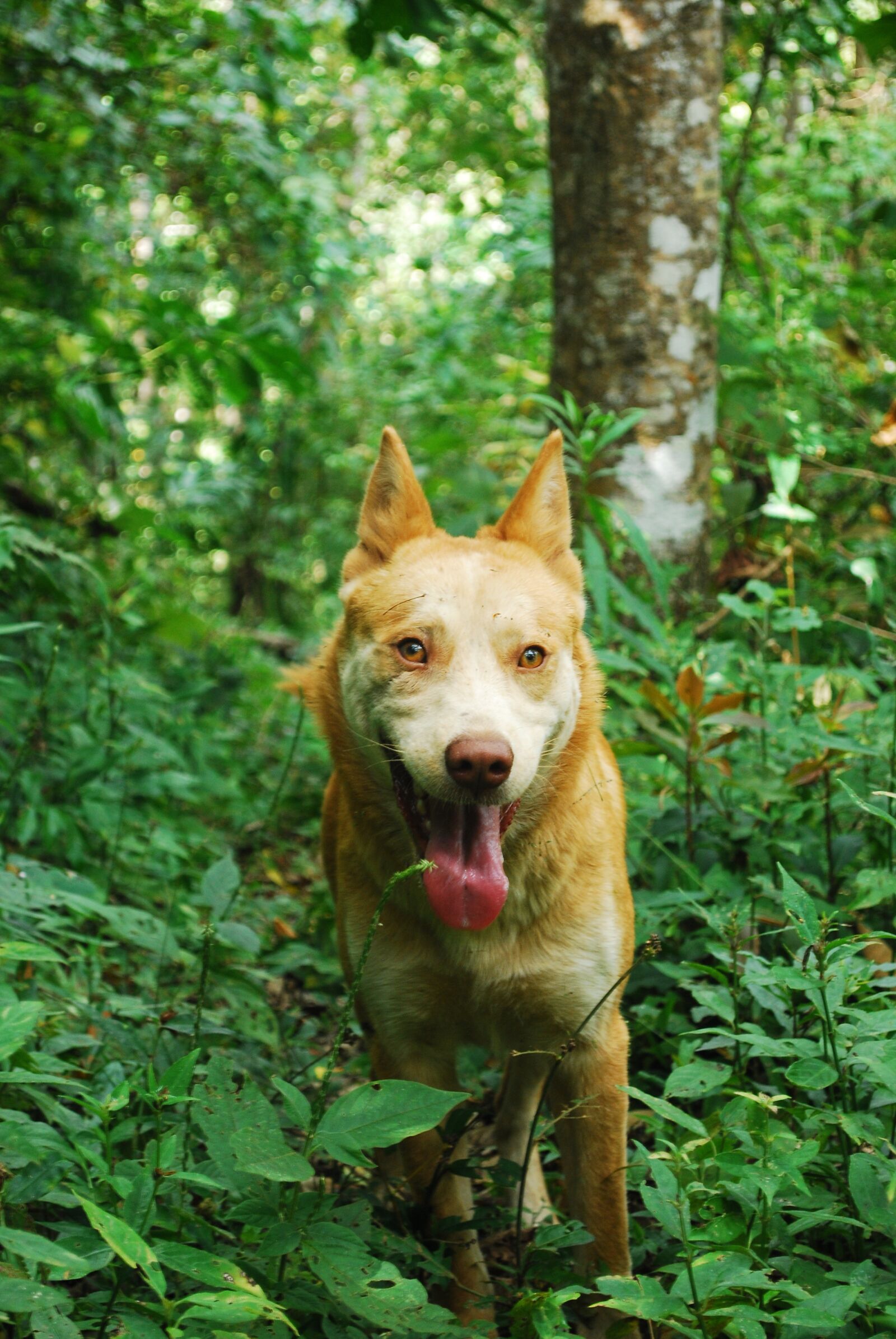 Nikon D60 sample photo. Nature, animal, wood photography
