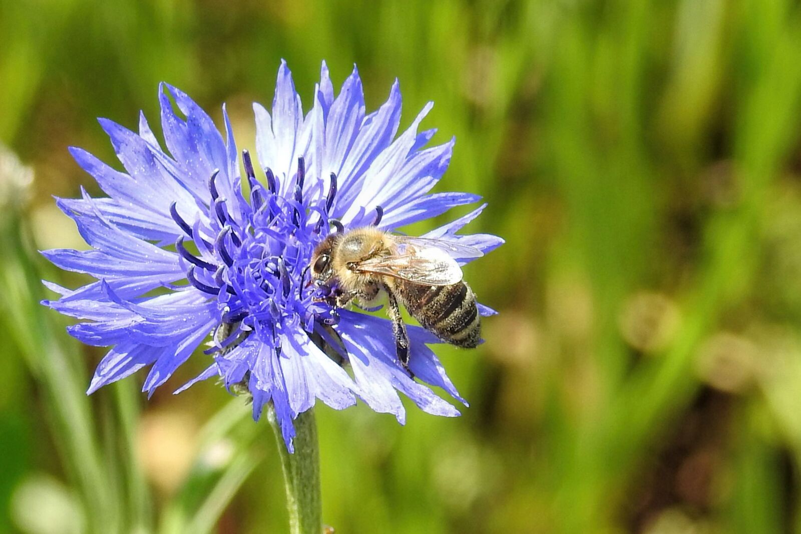 Nikon Coolpix P900 sample photo. Cornflower, bee, nature photography