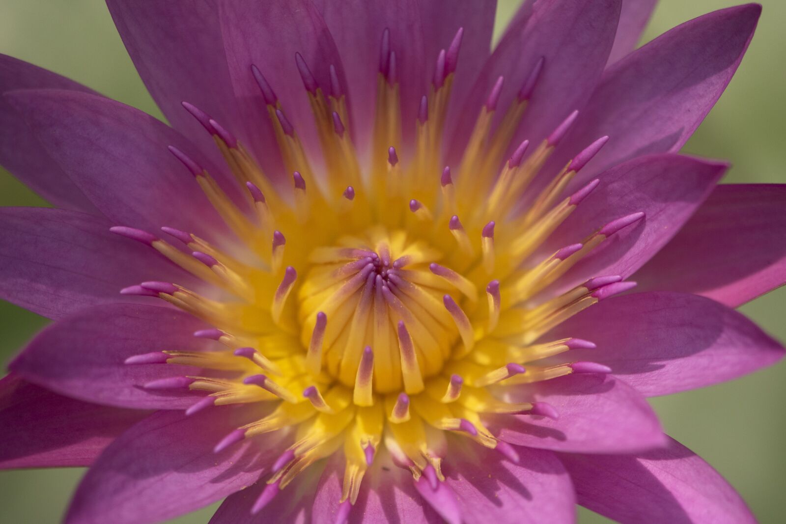 Nikon D5500 sample photo. Water lily, flowers, summer photography