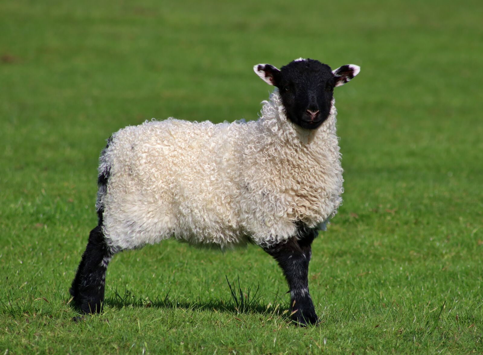 Canon EOS 750D (EOS Rebel T6i / EOS Kiss X8i) sample photo. Lamb, sheep, look photography