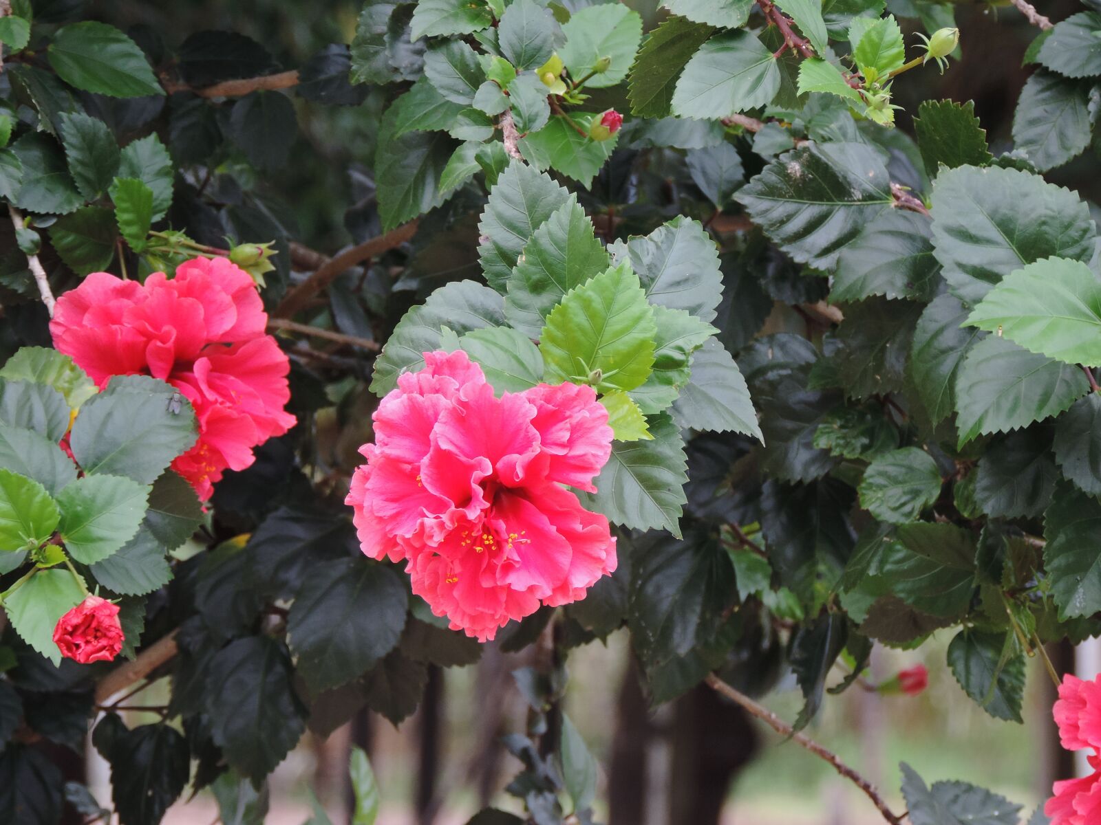 Nikon Coolpix P520 sample photo. Flowers, network, pink photography
