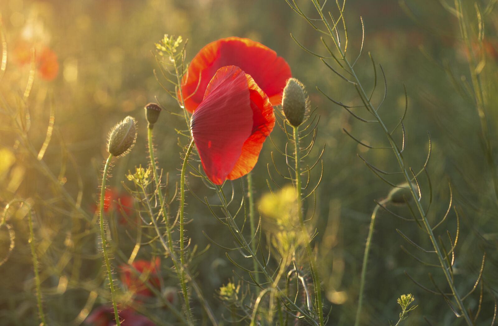 Canon EOS 1200D (EOS Rebel T5 / EOS Kiss X70 / EOS Hi) sample photo. Poppies, summer, flower photography