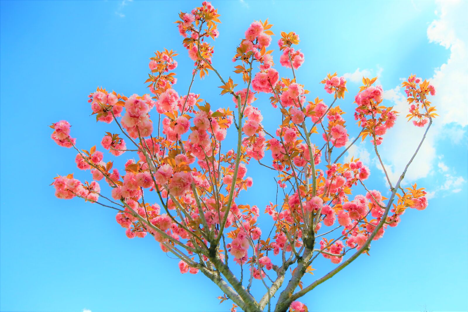 Canon EF 24-105mm F4L IS USM sample photo. Japanese cherry tree, flower photography
