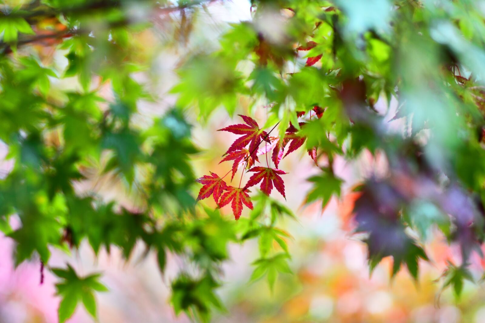 Nikon D500 sample photo. Maple leaf, red maple photography