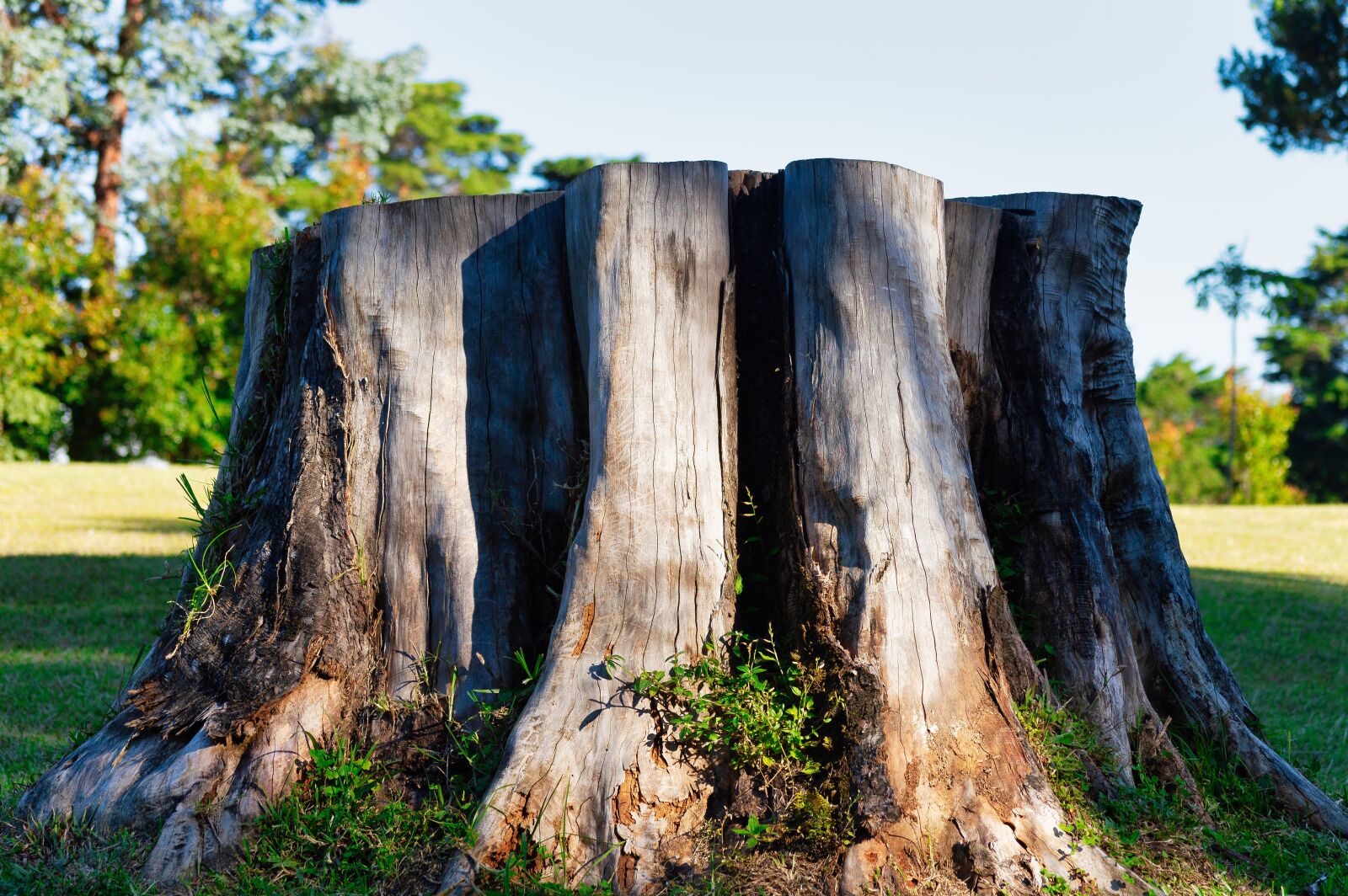 Nikon D3200 sample photo. Costa rica, trunk, tree photography