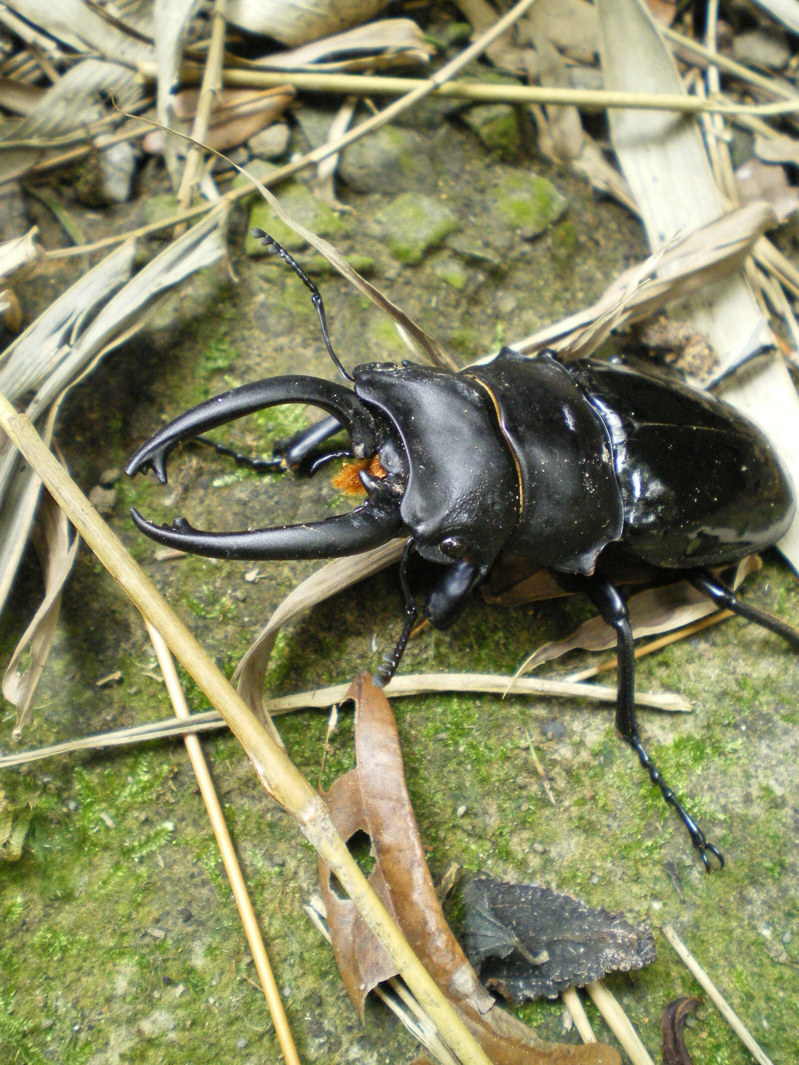 Pentax OPTIO M30 sample photo. Beetle, close, up, insect photography