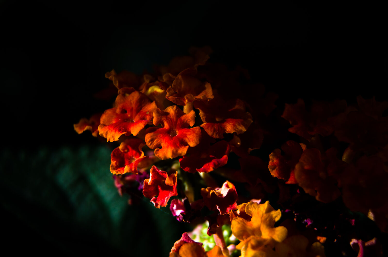 Nikon D5100 sample photo