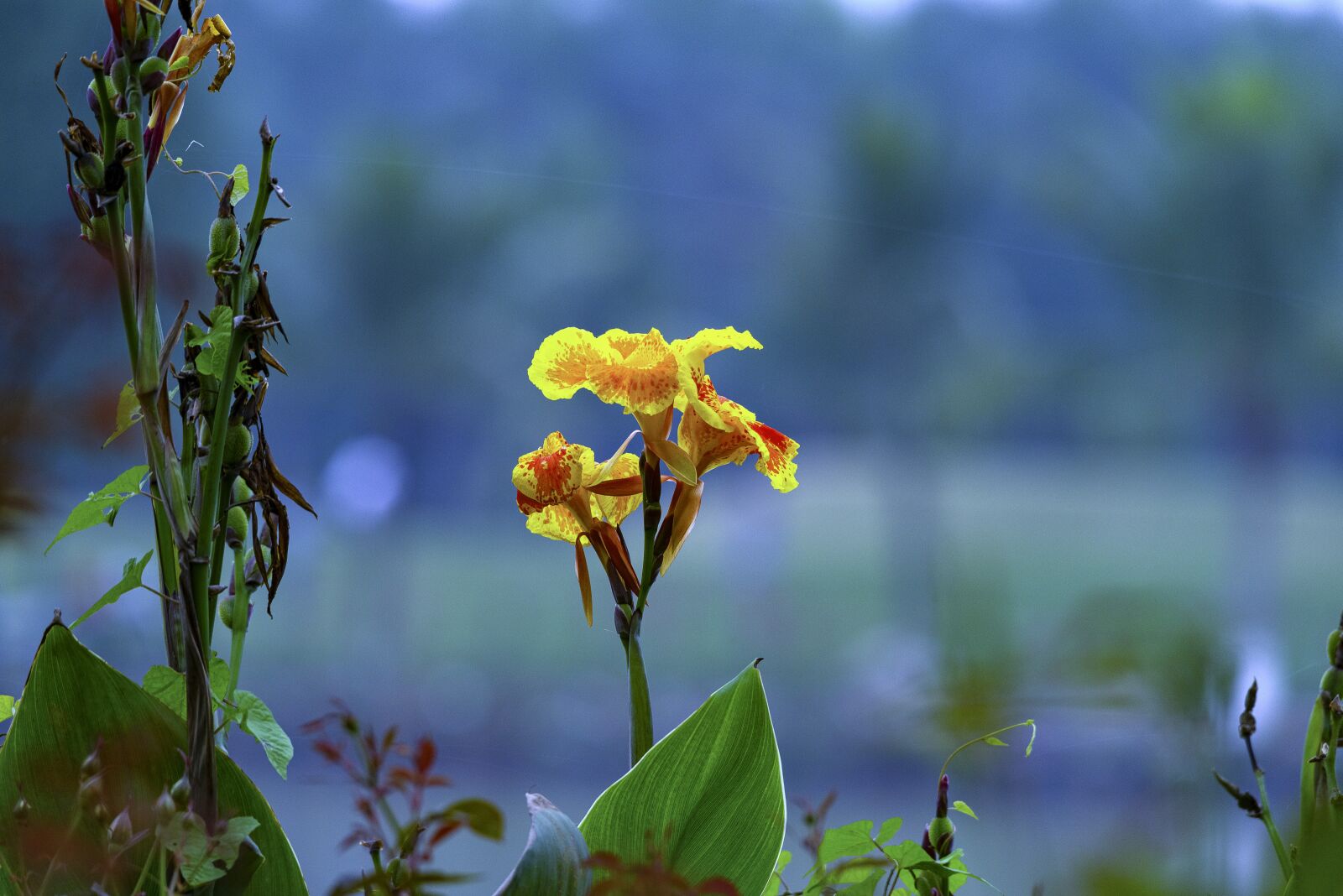 Nikon D810 sample photo. Flower, tree, nice photography