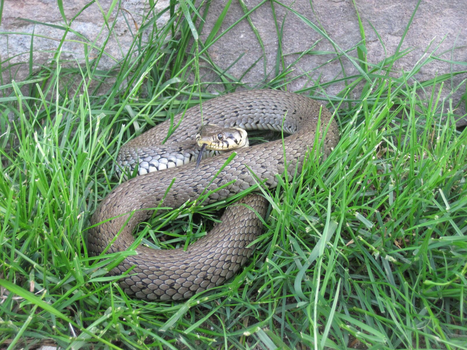 Canon PowerShot D10 sample photo. Grass snake, snake, reptile photography