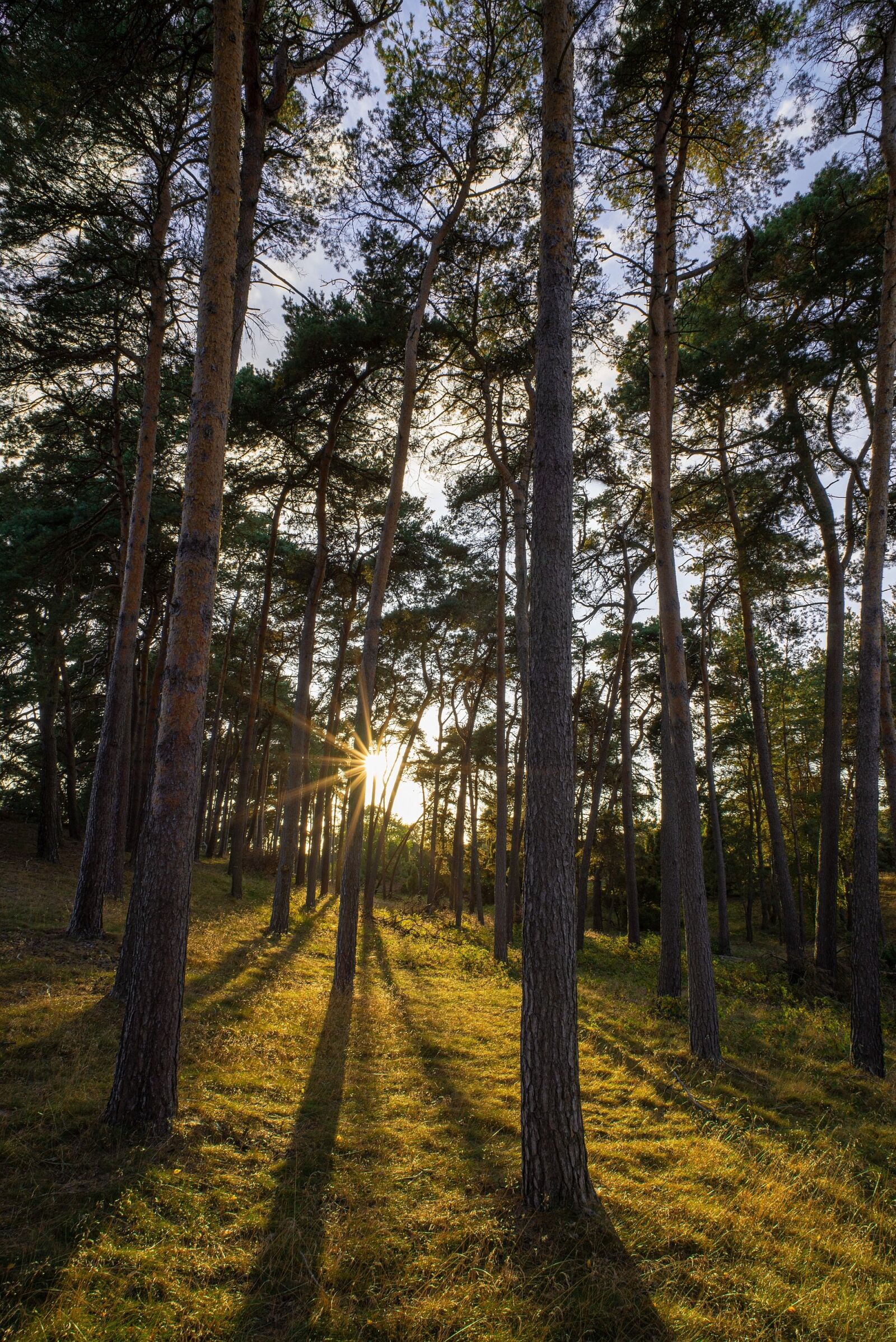 Nikon D600 sample photo. Sunset, forest, landscape photography