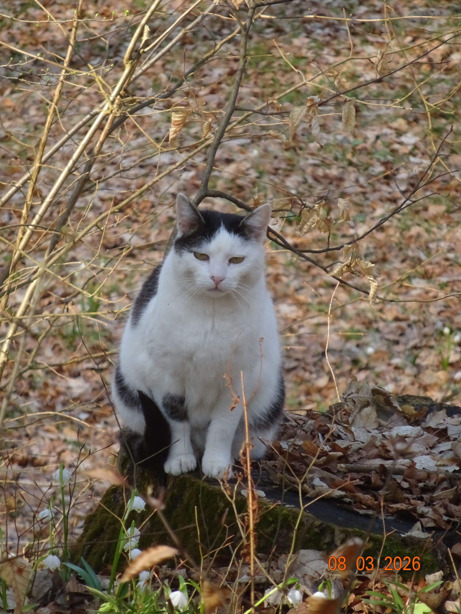 Sony Cyber-shot DSC-WX350 sample photo