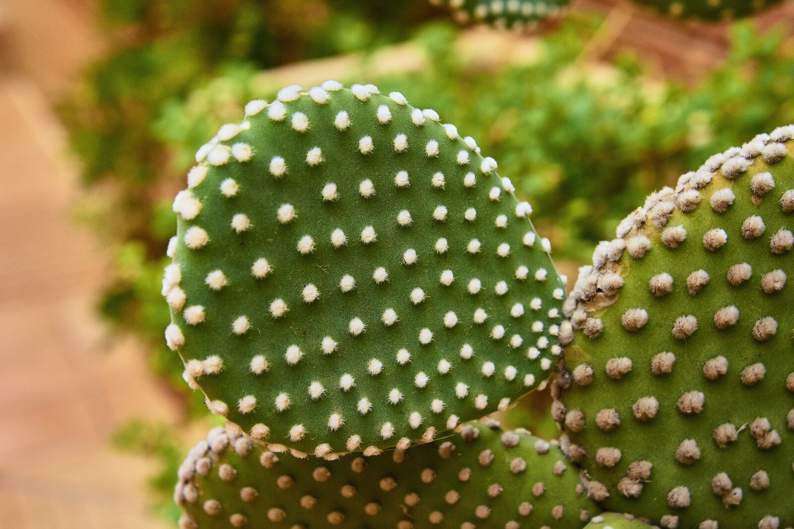 Nikon D7200 sample photo. Shrub, garden, outbreak photography