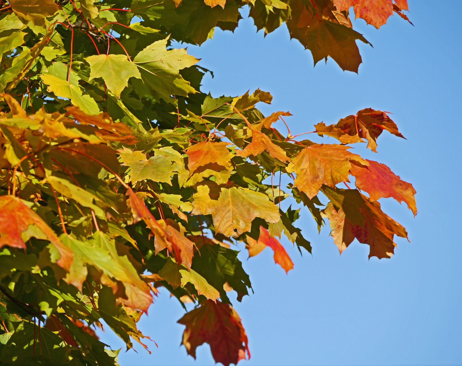 Panasonic Lumix DMC-G3 sample photo. Maple leaves, autumn colours photography
