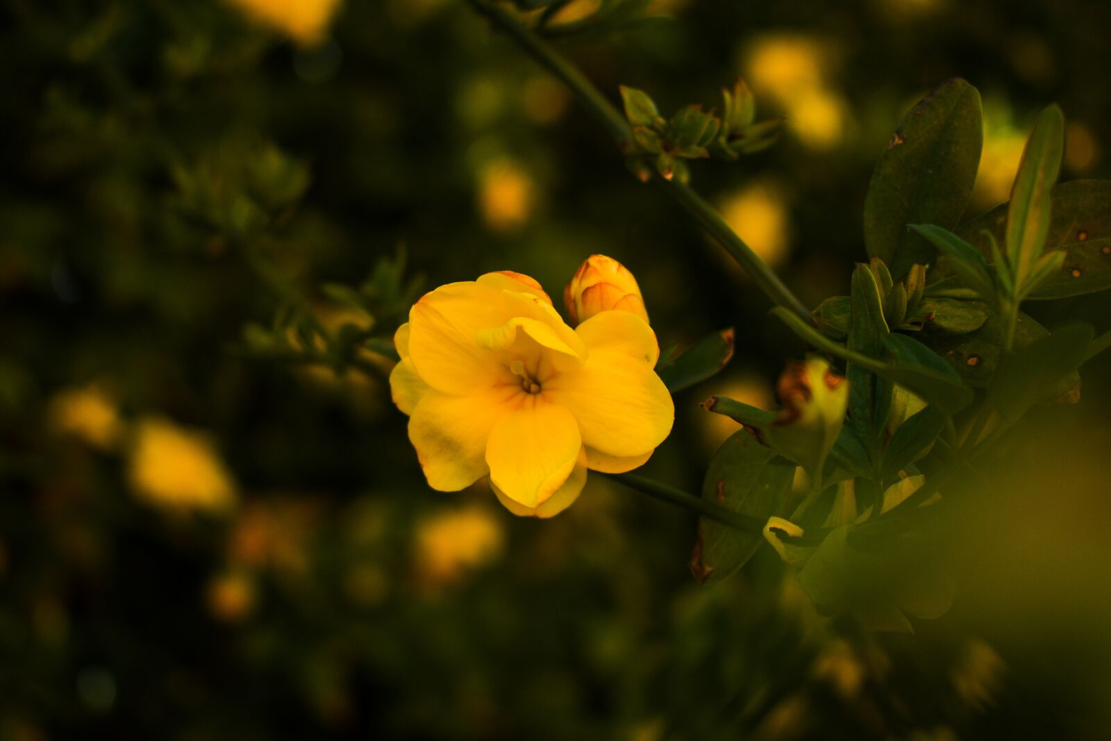 Nikon D3500 sample photo. Flower, yellow, nature photography