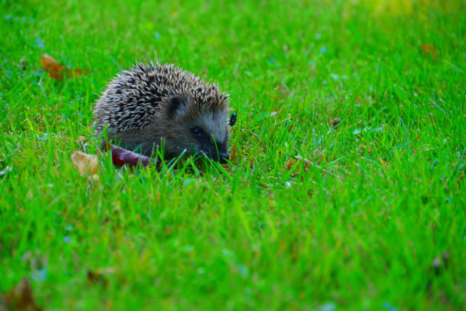 Panasonic Lumix DMC-GH2 sample photo. Hedgehog, nature, animal world photography