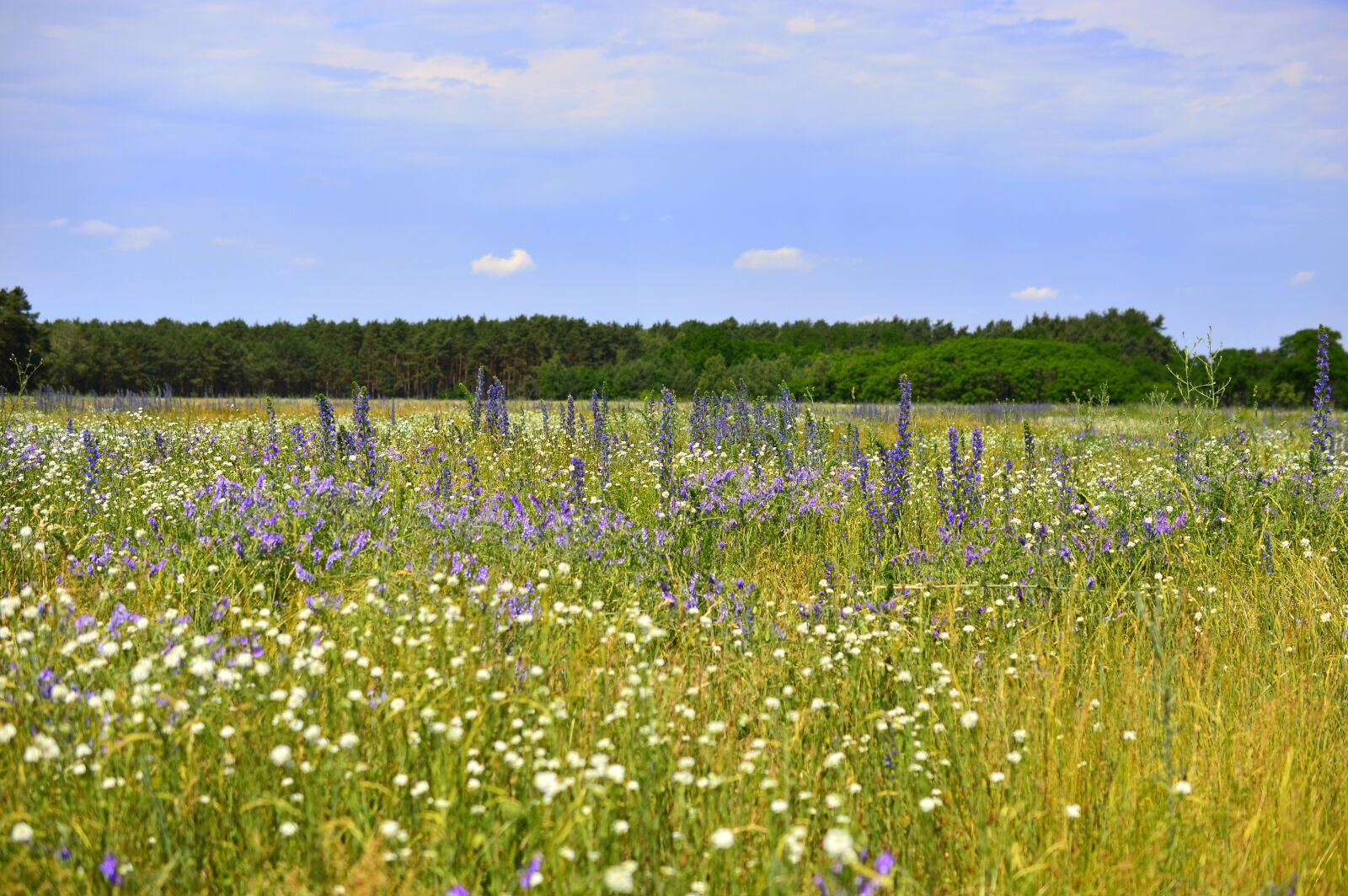Nikon D3200 sample photo. Meadow, flower meadow, flowers photography