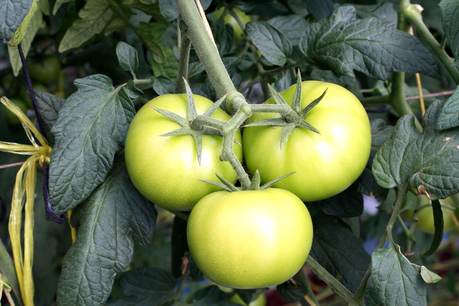 Canon EOS 1000D (EOS Digital Rebel XS / EOS Kiss F) sample photo. Tomato, vines, greenhouse, green photography