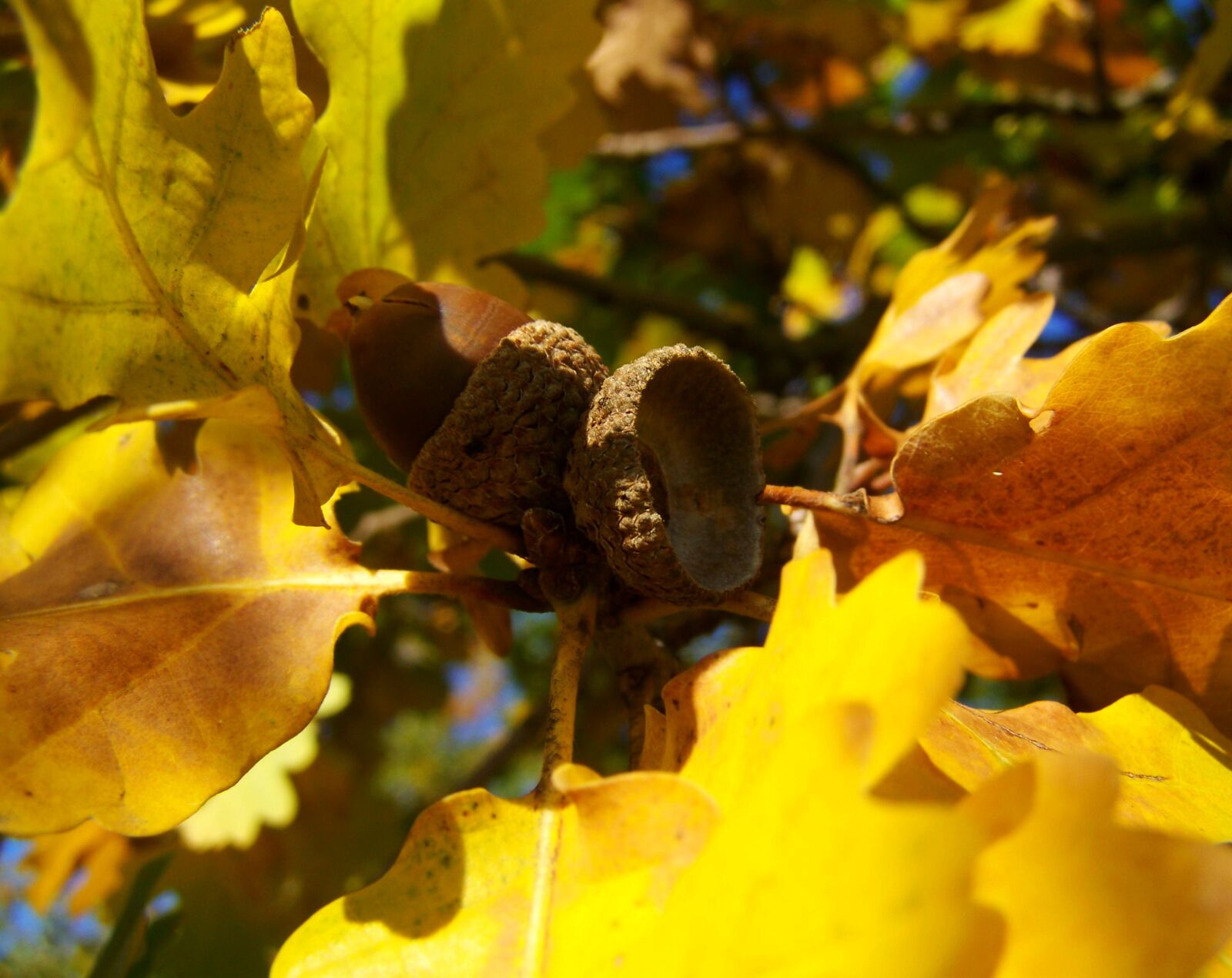 Kodak EASYSHARE ZD710 ZOOM DIGITAL CAMERA sample photo. Acorns, yellowed oak leaves photography