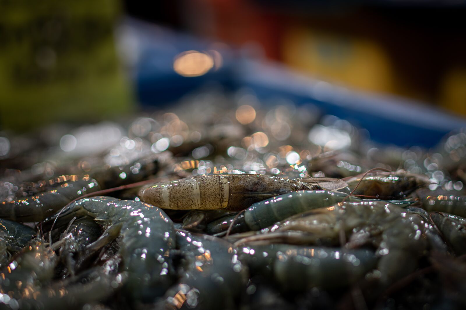 Nikon D500 sample photo. Prawn, seafood, shrimp photography