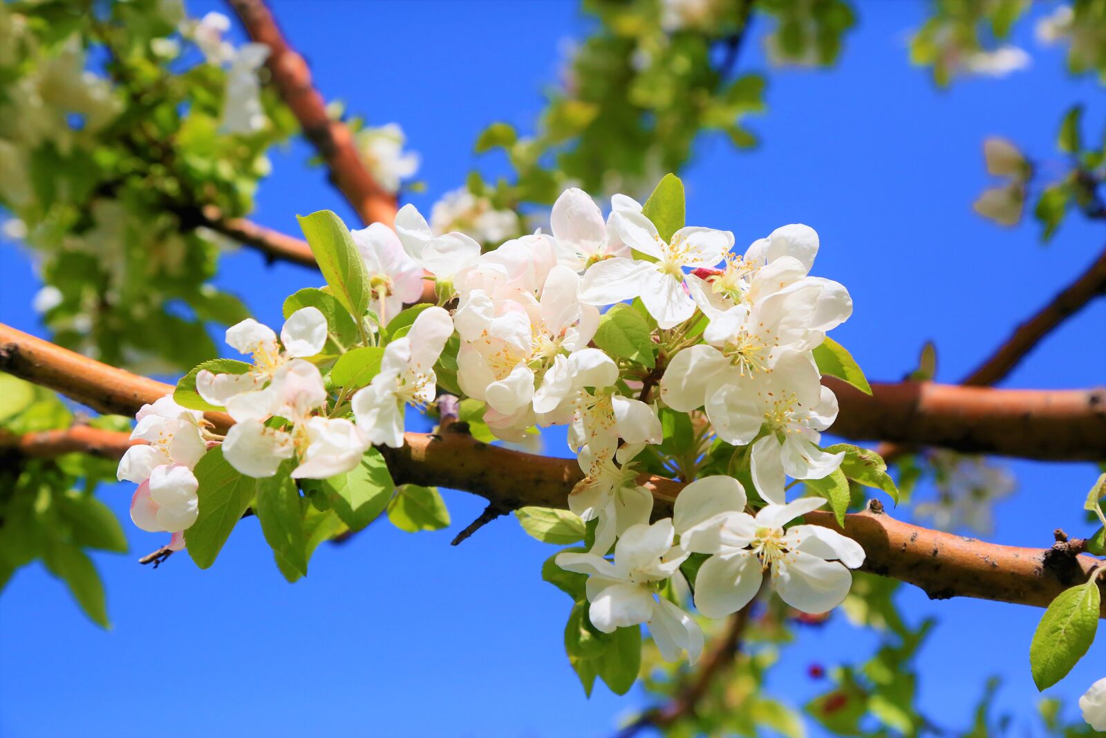 Canon EOS 5D Mark III sample photo. Flower, nature, spring photography