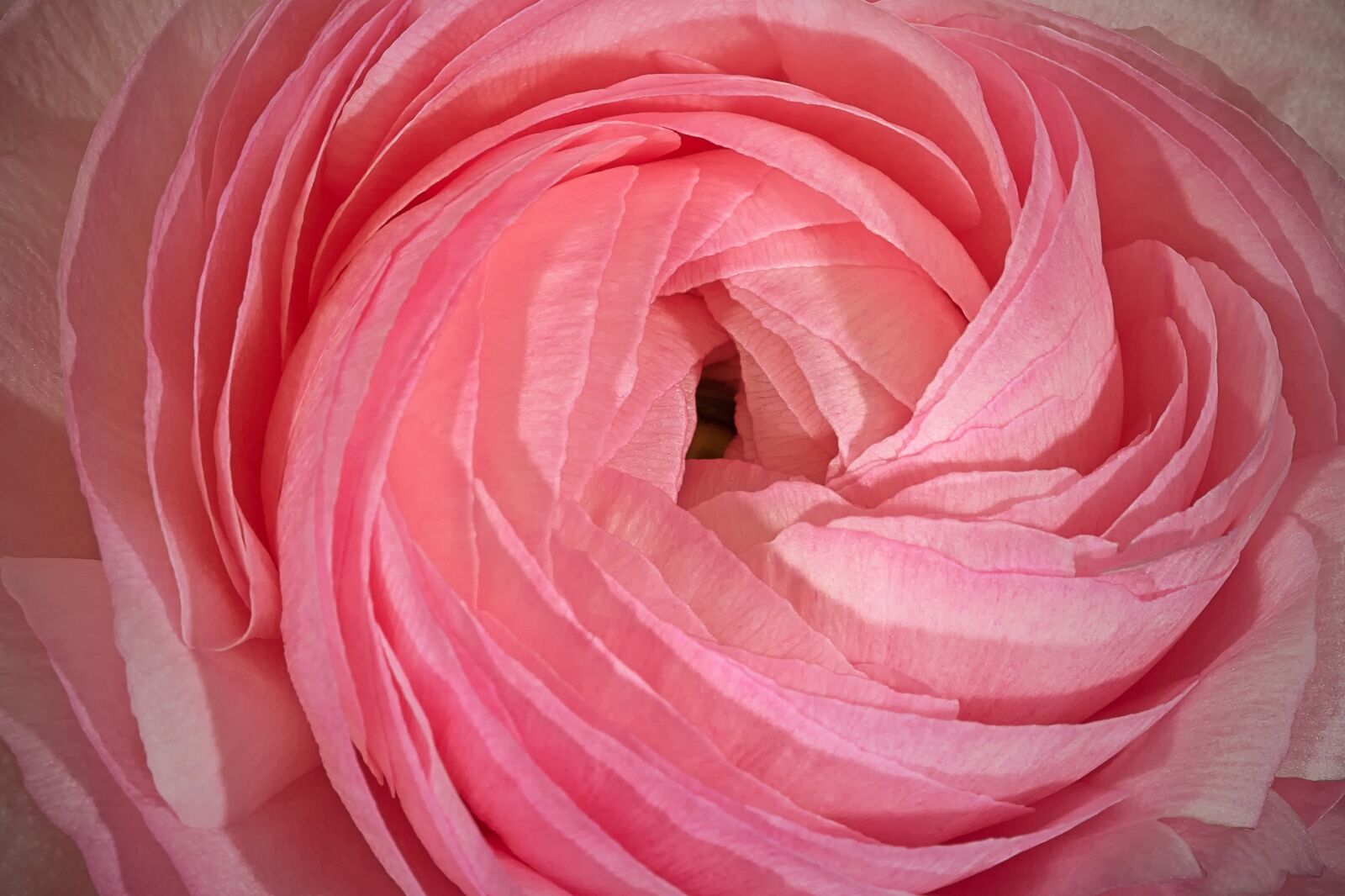 Canon EOS 60D sample photo. Nature, flower, pink photography