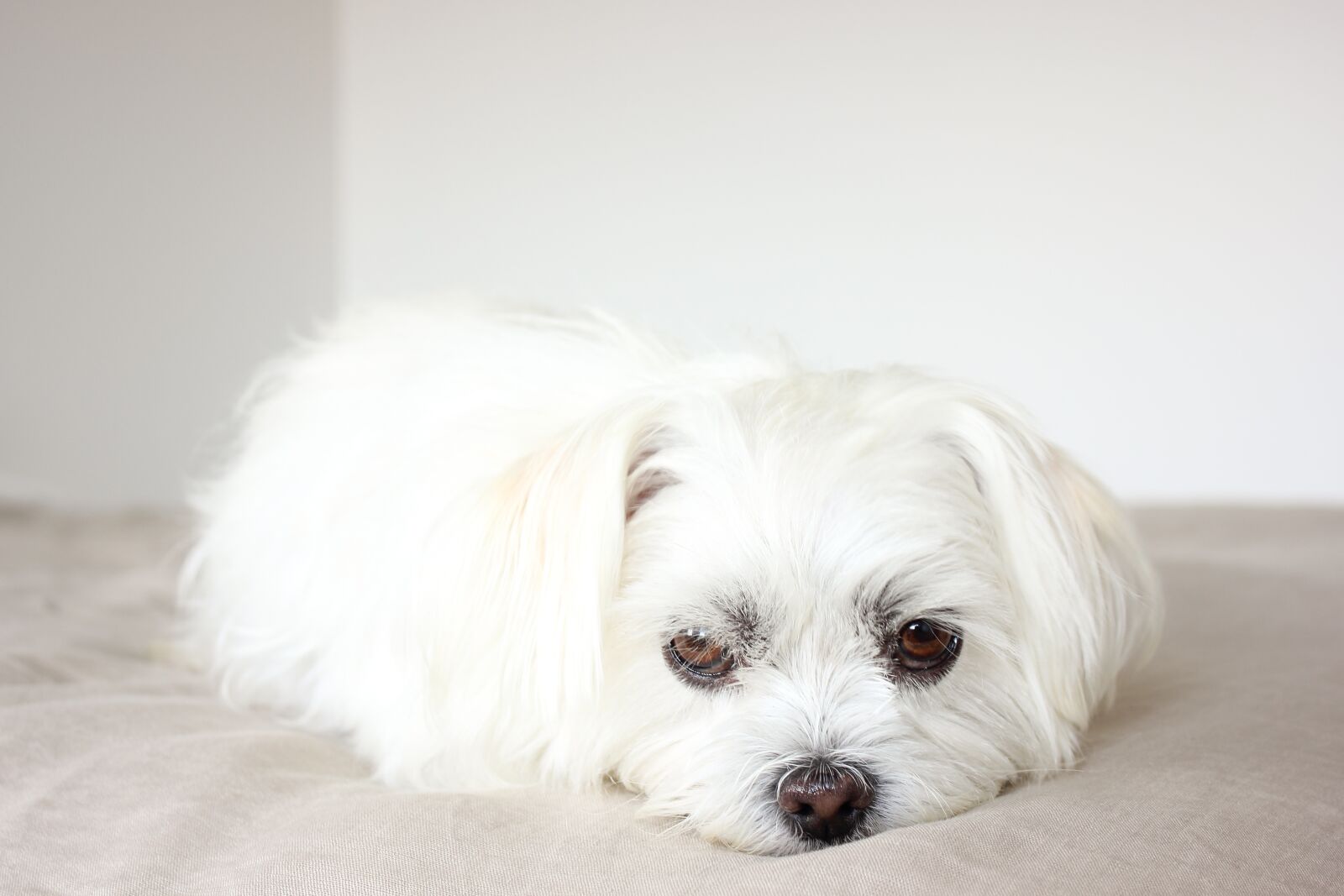 Canon EOS 600D (Rebel EOS T3i / EOS Kiss X5) sample photo. Puppy, dog, canine photography