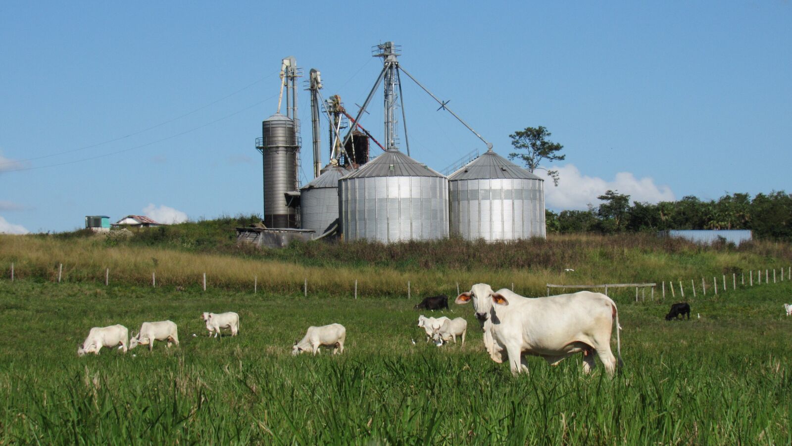 Canon PowerShot SX530 HS sample photo. Agriculture, farm, industry photography