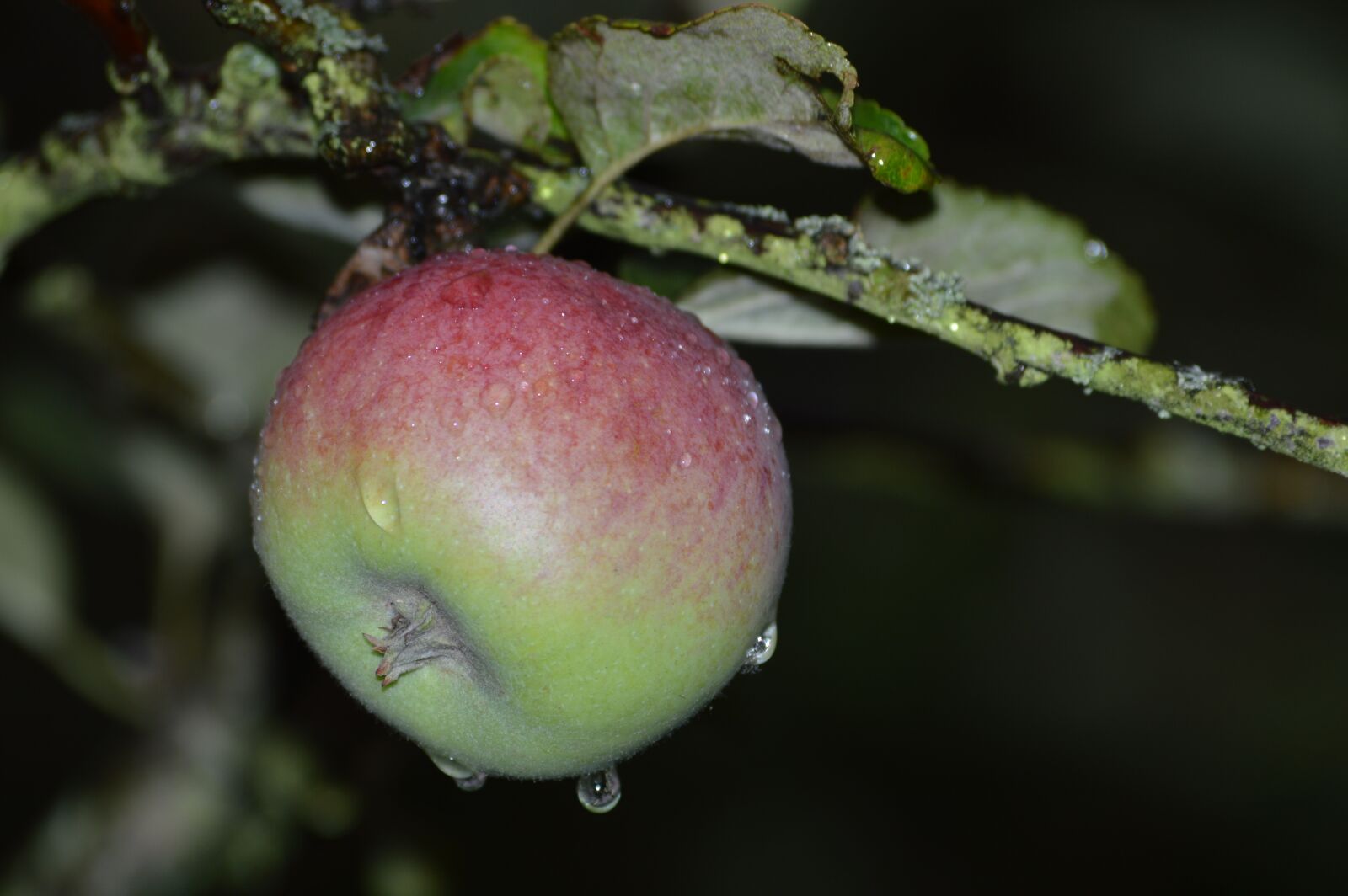 Nikon D3200 sample photo. Apple, fruit, apple tree photography