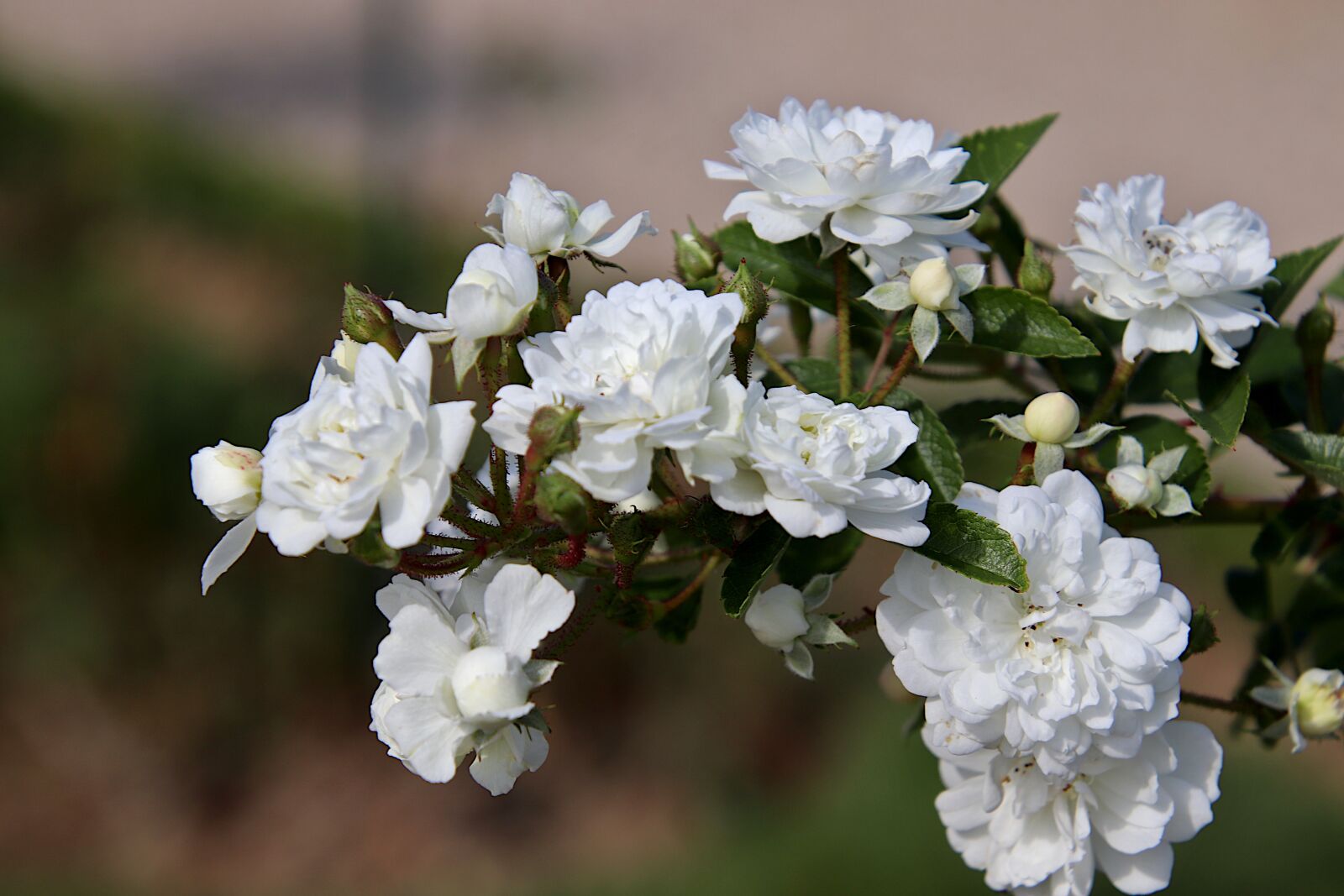 Canon EOS 800D (EOS Rebel T7i / EOS Kiss X9i) sample photo. Roses, rosebush, white color photography