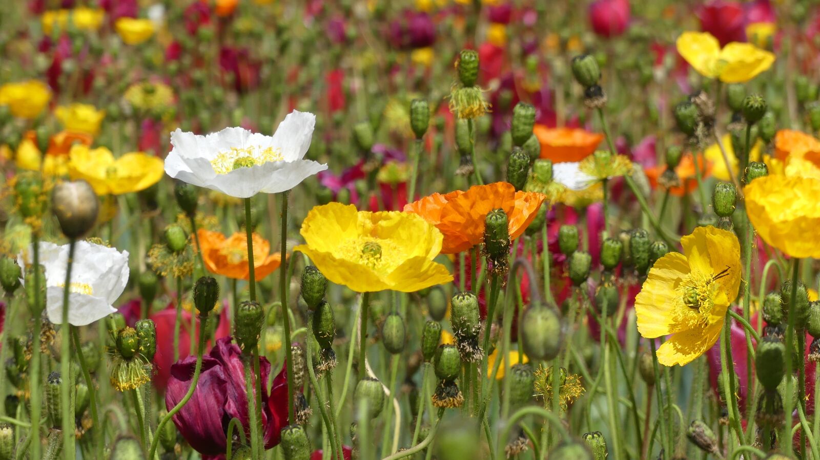 Panasonic Lumix DMC-FZ300 sample photo. Poppies, flowers, nature photography