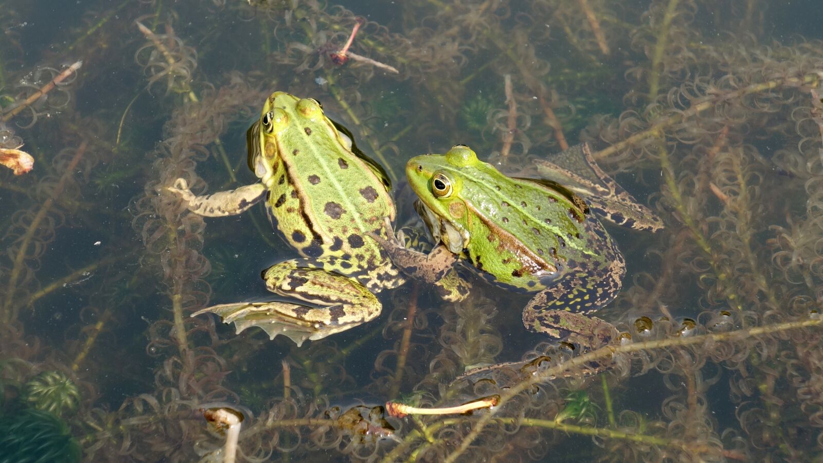 Sony Cyber-shot DSC-RX100 sample photo. Frogs, propagation, mate photography